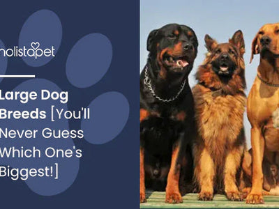 Large Dog Breeds [You'll Never Guess Which One's Biggest!]