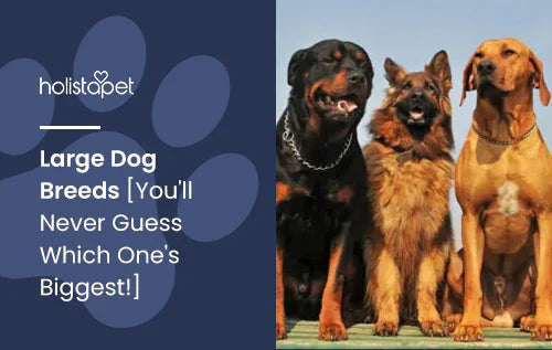 Information about large dog breeds 