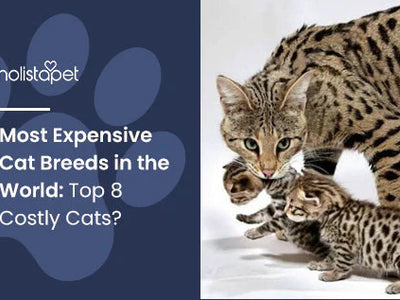 Most Expensive Cat Breeds in the World: Top 8 Costly Cats?