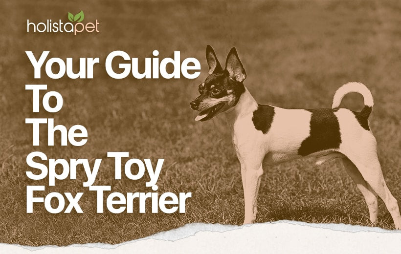 Toy Fox Terrier: An All American Dog Breed With Universal Appeal