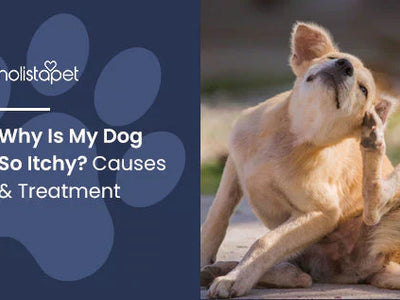 Why Is My Dog So Itchy? Causes & Treatment