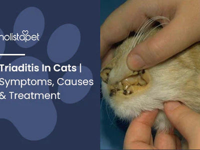 Triaditis In Cats | Symptoms, Causes & Treatment
