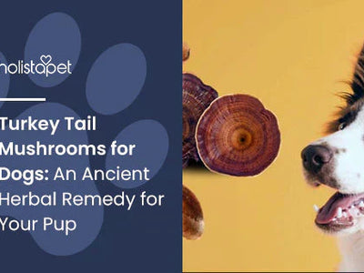 Turkey Tail Mushrooms for Dogs: An Ancient Herbal Remedy for Your Pup