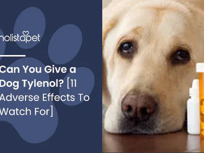 Can You Give a Dog Tylenol? [11 Adverse Effects To Watch For]