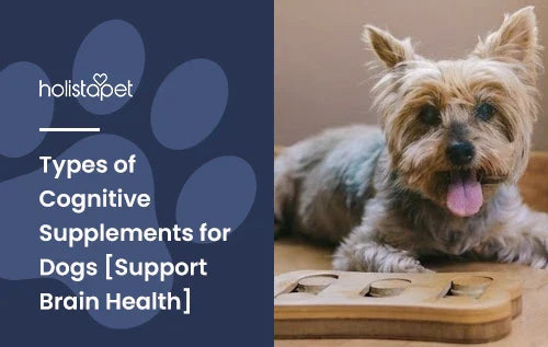 A little dog laying down next to a dog puzzle toy with the title "Types of Cognitive Supplements for Dogs".