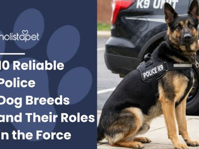10 Reliable Police Dog Breeds And Their Roles in the Force
