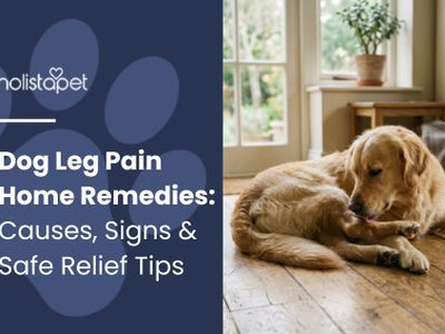 Dog Leg Pain Home Remedies: Causes, Signs & Safe Relief Tips