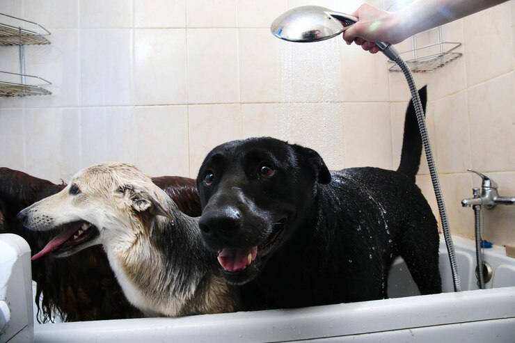 Is a Large Dog Bathing Station the Ultimate Solution for Easier Pet Grooming?