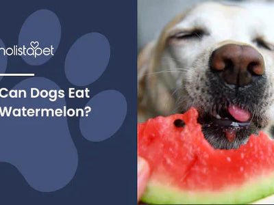 Can Dogs Eat Watermelon? [Health Benefits & Potential Risks]