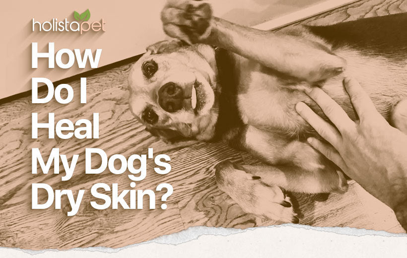 What Can I Put On My Dog For Dry Skin? 6 Powerful Hydrating Solutions