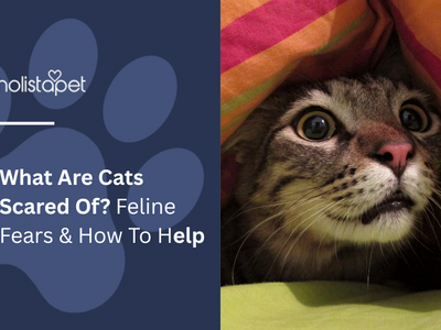 What Are Cats Scared Of? Feline Fears & How To Help