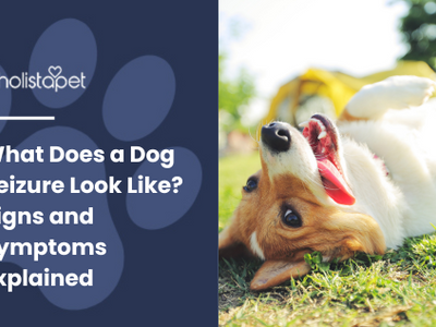 What Does a Dog Seizure Look Like? Identifying Signs & Symptoms