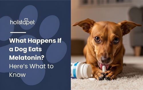 Small brown dog chewing a toy on carpet with melatonin nearby, illustrating what happens if a dog eats melatonin and pet safety awareness.