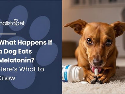 What Happens If a Dog Eats Melatonin? Here’s What to Know