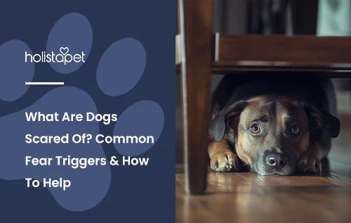A brown dog hiding under a kitchen table looking scared.
