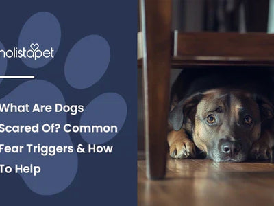 What Are Dogs Scared Of? Common Fear Triggers & How To Help
