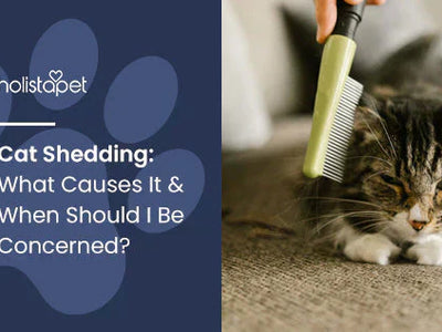 Cat Shedding: What Causes It & When Should I Be Concerned?