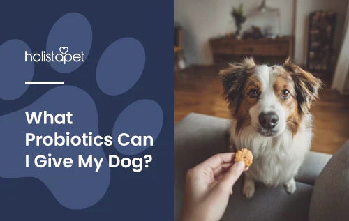 A dog sitting down in a living room staring at treat in a persons hand with the title "What probiotics can I give my dog?".