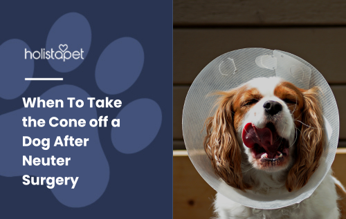 Feature image for the blog When To Take the Cone off a Dog After Neuter Surgery by Holistapet. The image shows a dog without a cone after recovering from neuter surgery.
