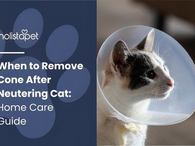 When to Remove Cone After Neutering Cat: Home Care Guide