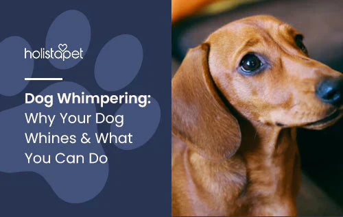 Whimpering Dogs Guide