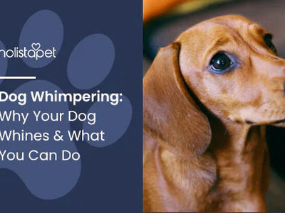 Dog Whimpering: Why Your Dog Whines & What You Can Do