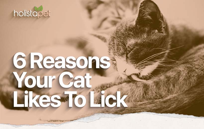 Why Does My Cat Lick Me? What's The Normal Amount Of Licking?