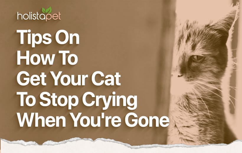 Why Does My Cat Cry When I Leave The Room? Is Your Cat Anxious?