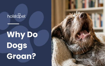 Why Do Dogs Groan? [Interpreting Dog Groans]