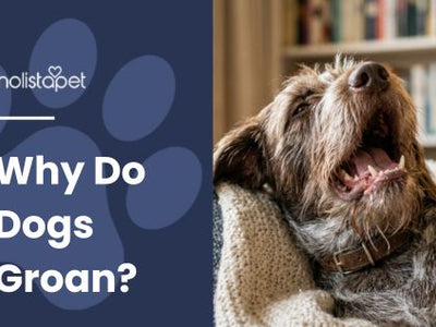 Why Do Dogs Groan? [Interpreting Dog Groans]