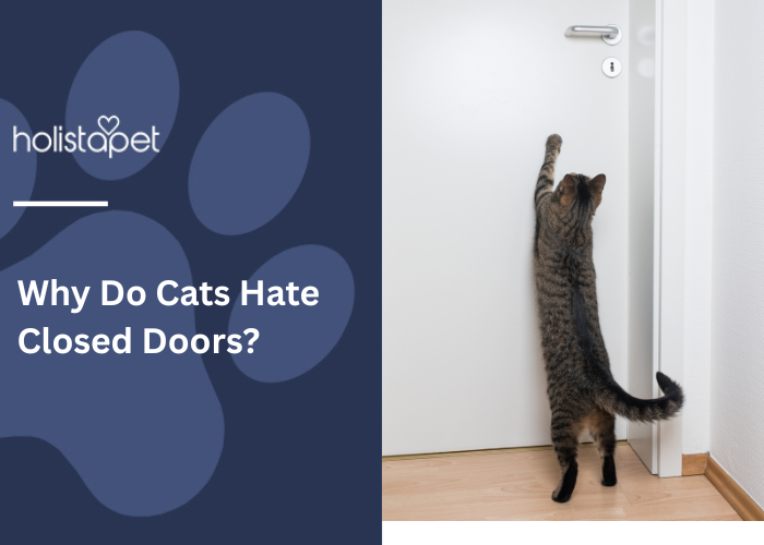 Tabby cat standing on hind legs, reaching for a closed white door.