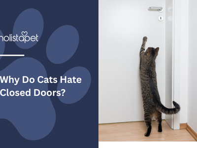 Why Do Cats Hate Closed Doors? [How To Help]