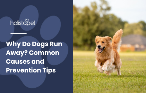 Why Do Dogs Run Away featured blog image by Holistapet. A happy Golden Retriever running on grass with trees and houses in the background.