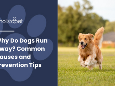 Why Do Dogs Run Away? Common Causes and Prevention Tips