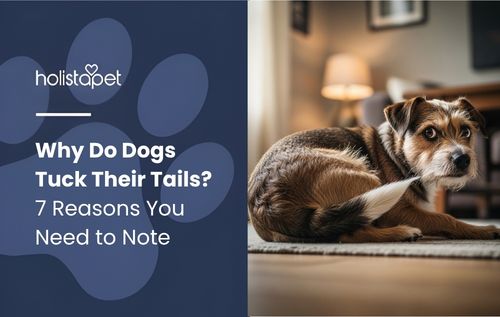 A dog with brown and white fur lies on a rug, illustrating Why Do Dogs Tuck Their Tails, a behavior often linked to fear, stress, or discomfort in canine body language.