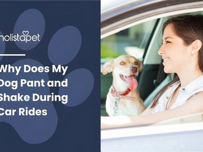 Why Does My Dog Pant and Shake During Car Rides?