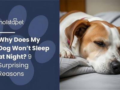 Why Does My Dog Won’t Sleep at Night? 9 Surprising Reasons