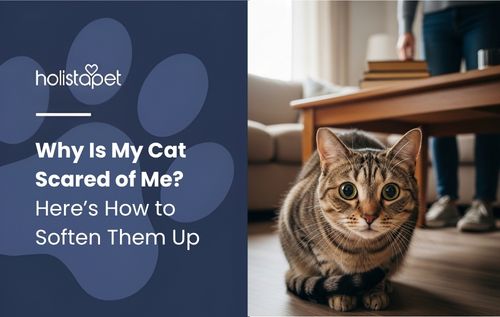 A tabby cat with green eyes sits on a wooden floor beside a coffee table, a moment that may leave owners wondering, “Why Is My Cat Scared of Me?”