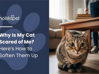 Why Is My Cat Scared of Me? Here’s How to Soften Them Up