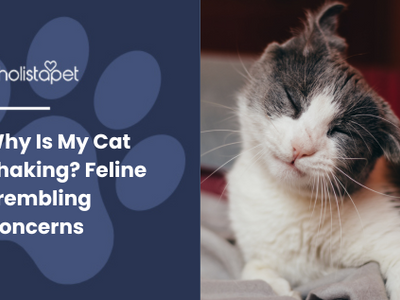 Why Is My Cat Shaking? Normal vs  Concerning Trembling