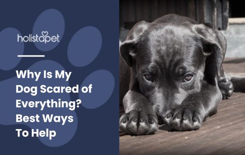 Why Is My Dog Scared of Everything? Featured blog image by Holistapet. Shows a single dog looking fearful and anxious.