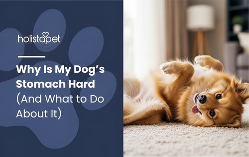 A dog lying on its back on a rug with its paws in the air and tongue out, illustrating hard stomach in dogs