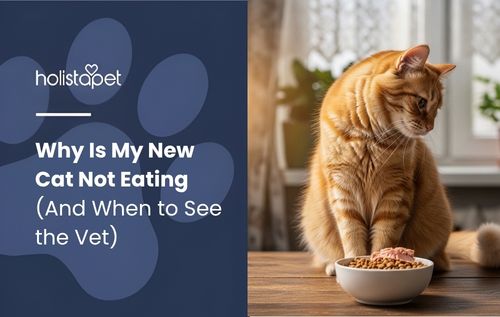 Why Is My New Cat Not Eating an orange tabby cat sits on a wooden table looking at a small white bowl of food.