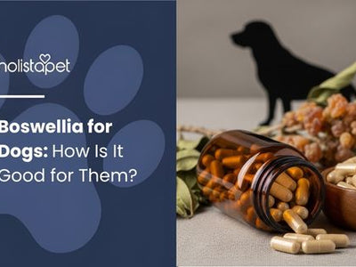Boswellia for Dogs: How Is It Good for Them?