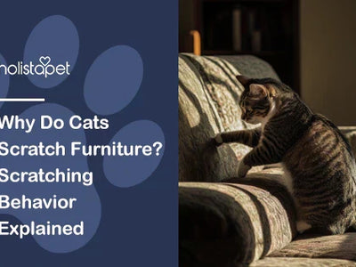 Why Do Cats Scratch Furniture? Scratching Behavior Explained