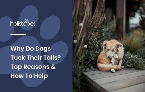 A dog with its tail tucked between its legs looking scared.