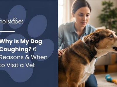 Why is My Dog Coughing? 6 Reasons & When to Visit a Vet