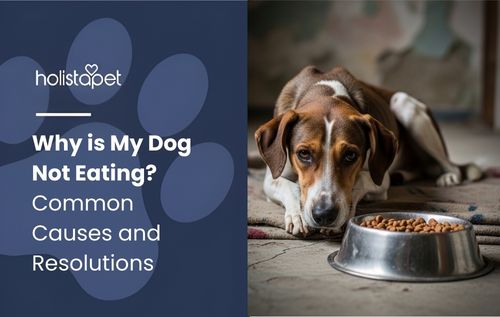 Dog lying beside a bowl of kibble, a typical sign behind the question Why is My Dog Not Eating
