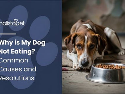 Why is My Dog Not Eating? Common Causes and Resolutions