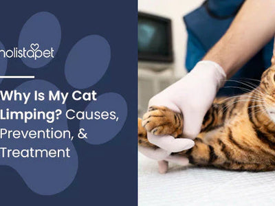 Why Is My Cat Limping? Causes, Prevention, & Treatment